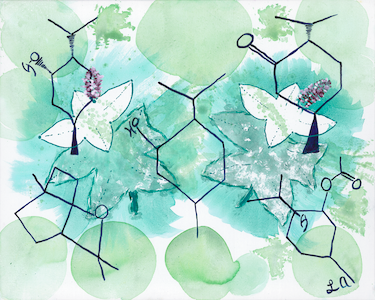 Peppermint (Mentha piperita) GREO Prints